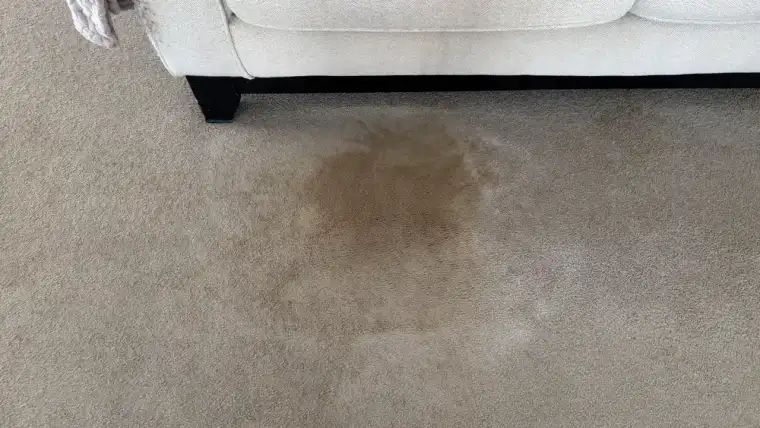 Carpet before cleaning — soiled