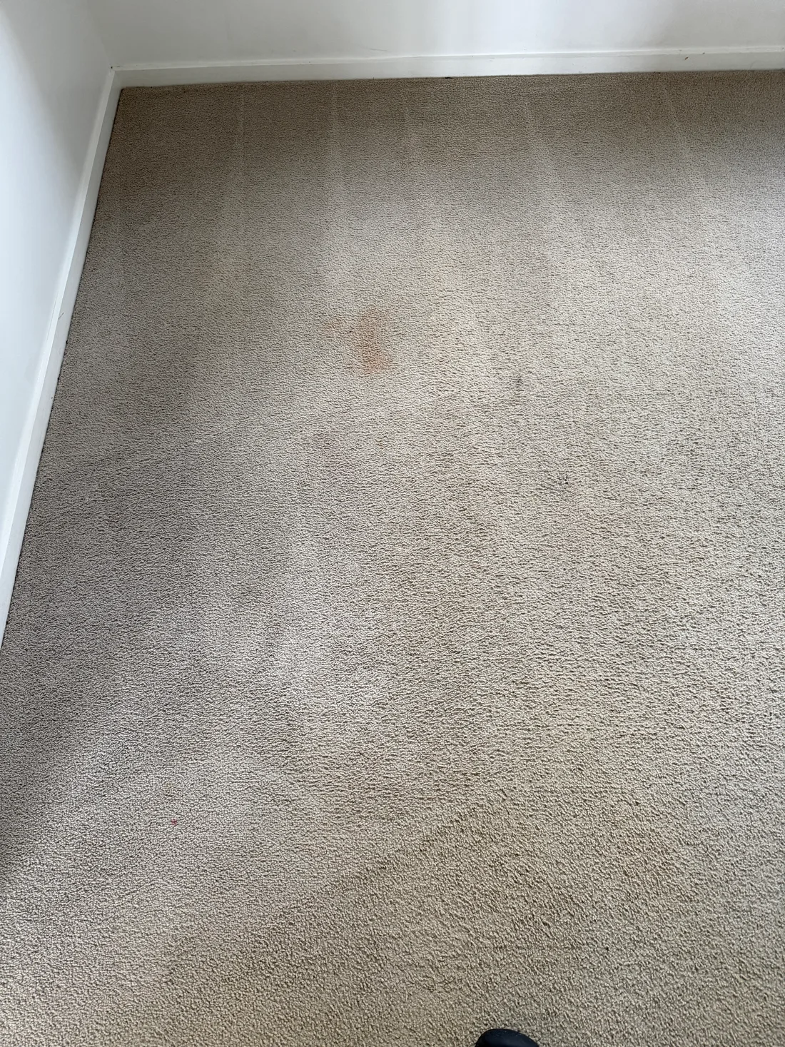 The same master bedroom carpet after cleaning, much lighter, with a faint remnant of the fizzy-drink stain still visible