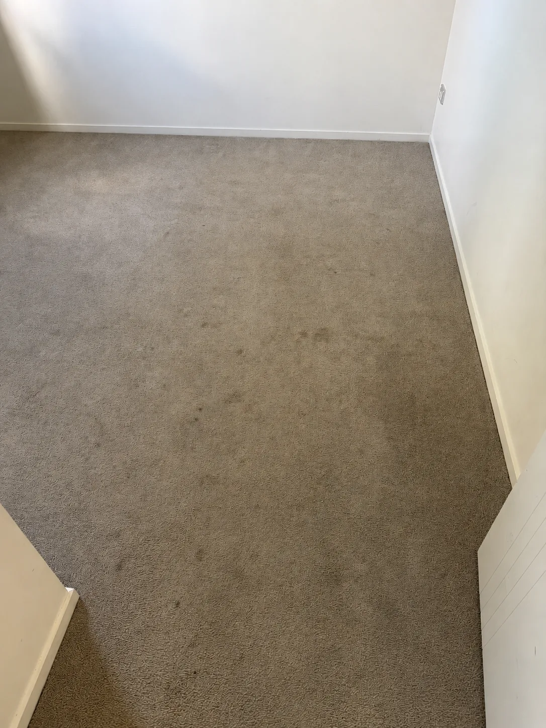Carpet in the Henderson house before cleaning