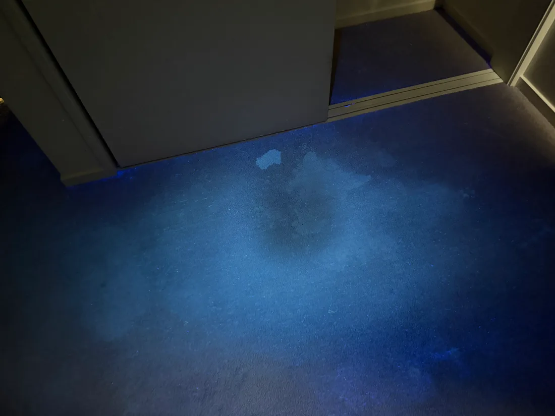Carpet under ultraviolet light during the pet urine inspection, contamination showing pale against the dark pile
