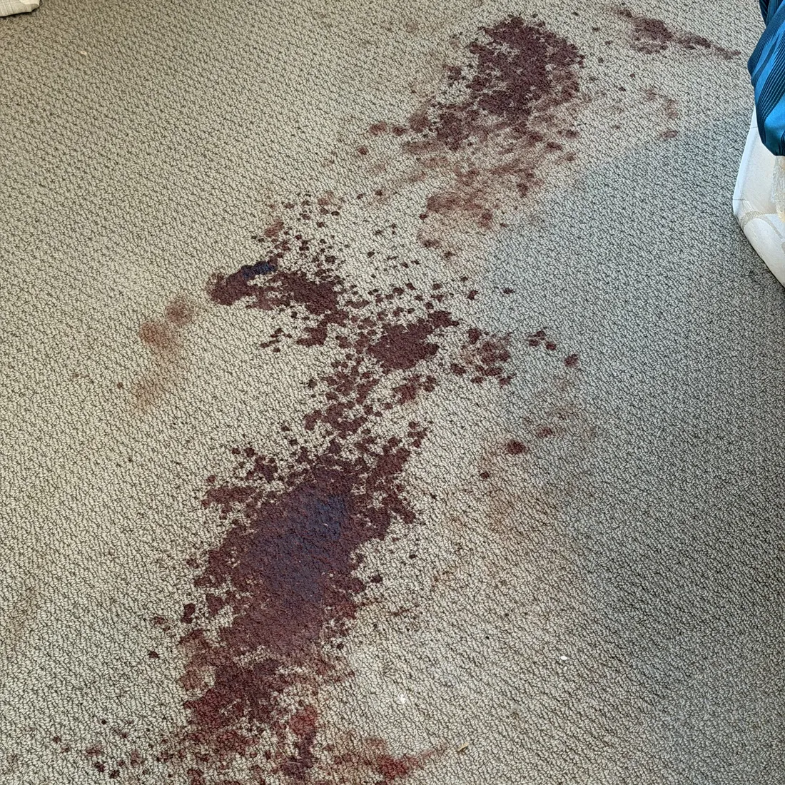 Dried blood contamination set into a pale wool loop-pile carpet, heavy deposits with fine spatter through the pile around them