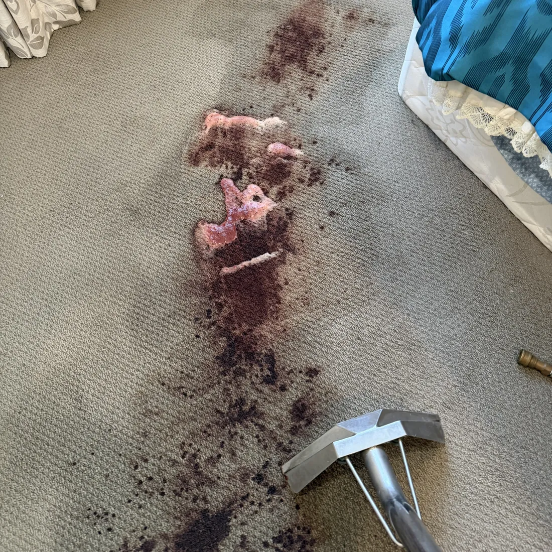 Blood being drawn out of wool carpet during extraction, the solution lifting pink through the pile with the extraction wand in frame