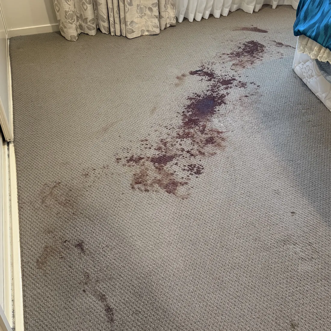 Wool bedroom carpet with a large area of dried blood contamination spread across the pile before treatment