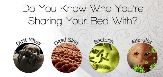 Mobile-Mattress-Cleaning-Auckland