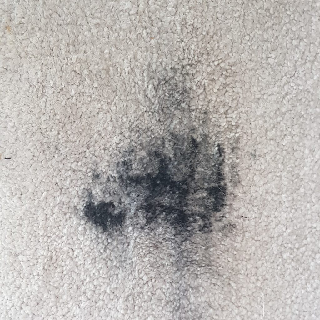 Carpet Cleaning North Shore Auckland, Best Rug & Carpet Steam Cleaner