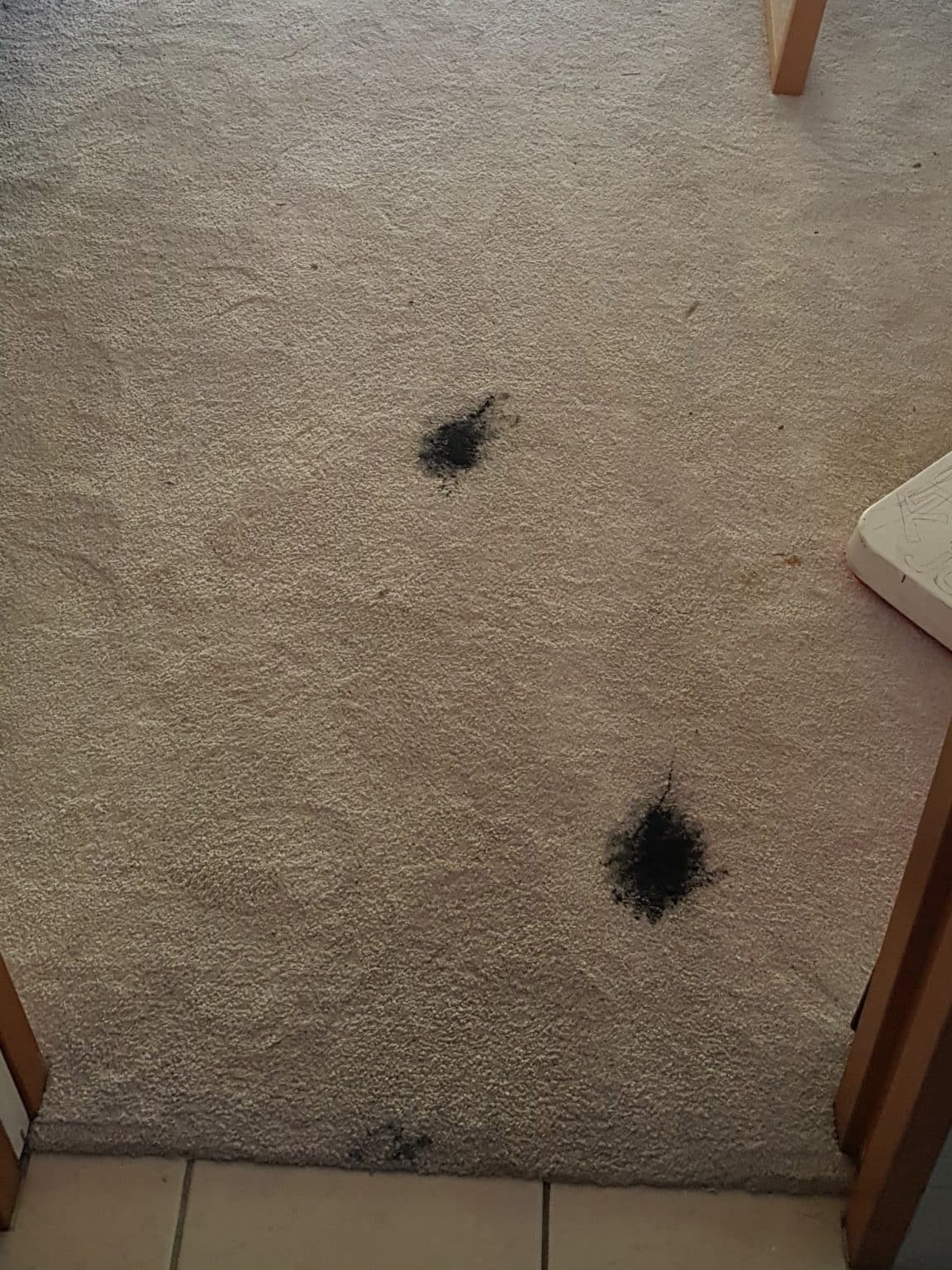 Professional Carpet Cleaning Auckland Upholstery Steam Cleaner North