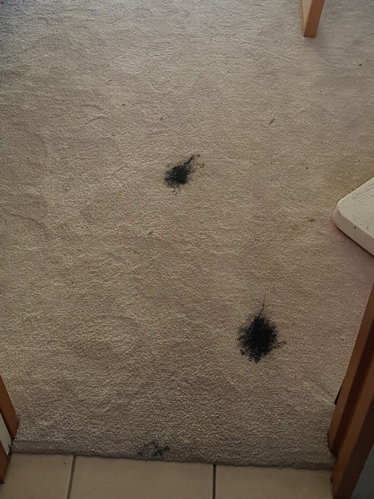 Professional Carpet Cleaning Auckland Upholstery Steam Cleaner North