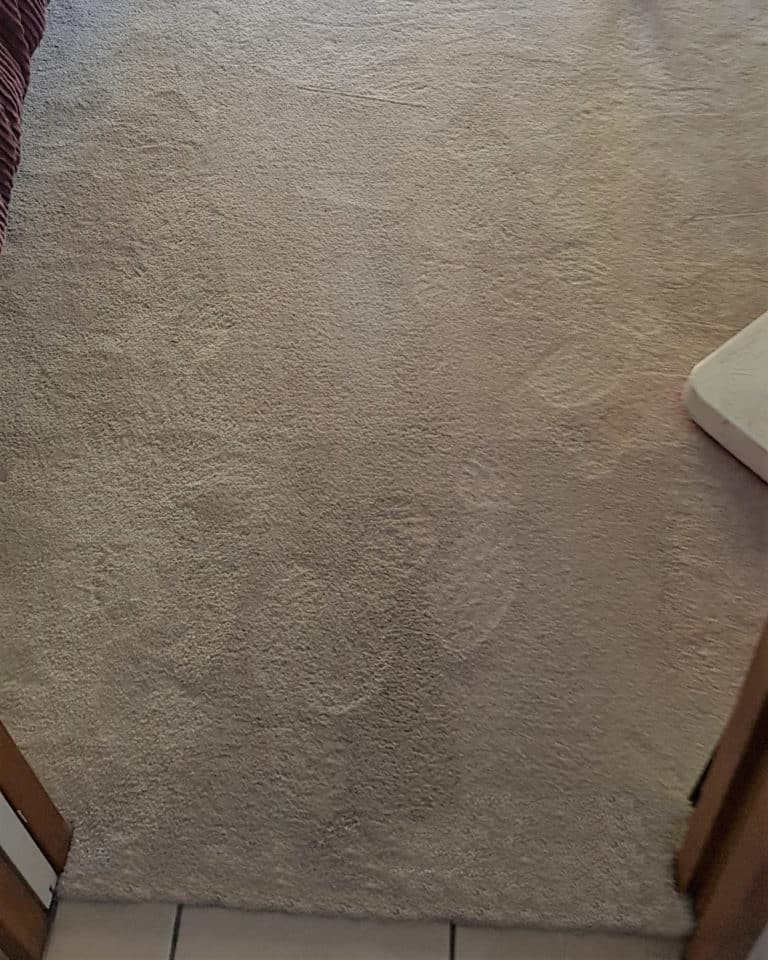 Professional Carpet Cleaning Auckland Upholstery Steam Cleaner North