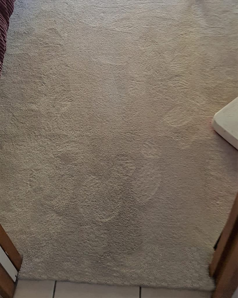 Professional Carpet Cleaning Auckland Upholstery Steam Cleaner North